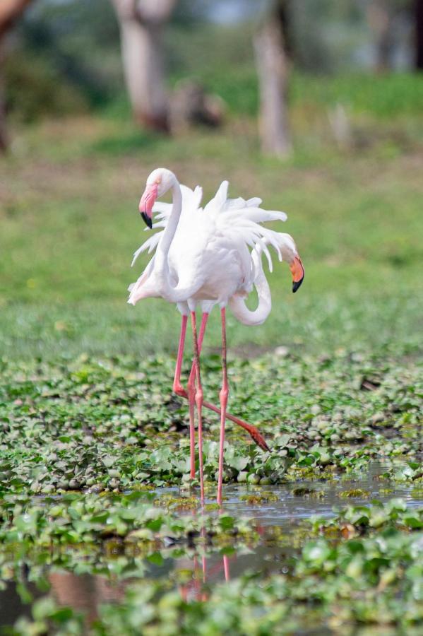 Lake Naivasha Crescent Camp エクステリア 写真