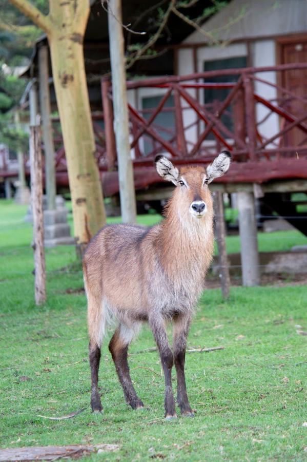 Lake Naivasha Crescent Camp エクステリア 写真