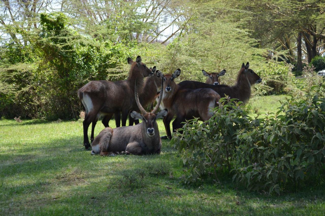 Lake Naivasha Crescent Camp エクステリア 写真