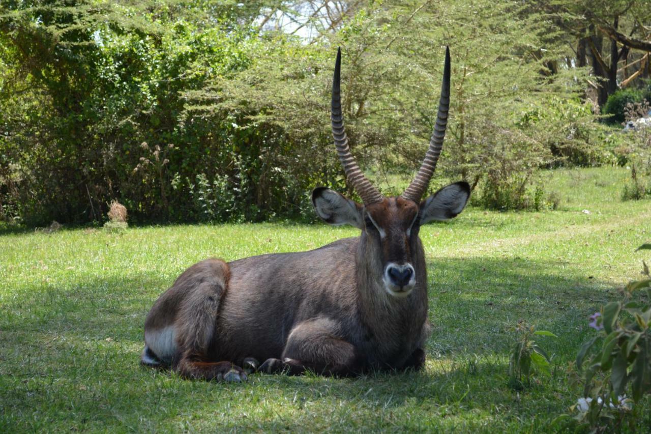 Lake Naivasha Crescent Camp エクステリア 写真